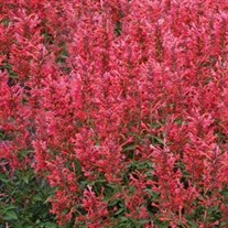 Kudos™ 'Coral' Hummingbird Mint