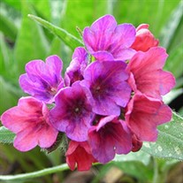 'Raspberry Splash' Lungwort