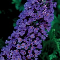 'Ellen's Blue' Butterfly Bush