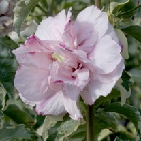 Sugar Tip® Rose of Sharon