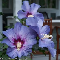 Azurri Blue Satin®  Rose of Sharon