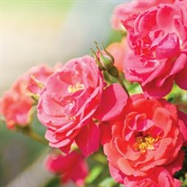 Oso Easy® Mango Salsa  Landscape Rose
