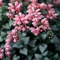 'Pink Pewter' Spotted Dead Nettle