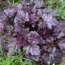 'Plum Pudding'  Coralbell