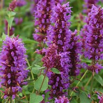'Blue Boa'  Hyssop