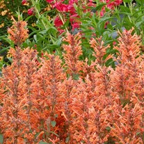 'Kudos™ Mandarin'  Hummingbird Mint