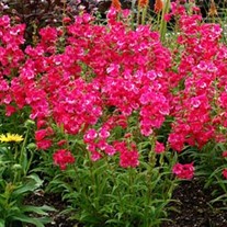 Cha Cha™ 'Hot Pink' Series Bearded Tongue