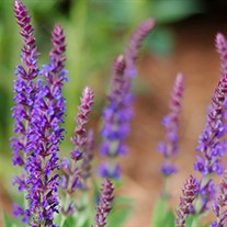 'East Friesland' Meadow Sage