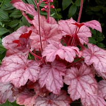 'Grape Soda™' Coral Bells