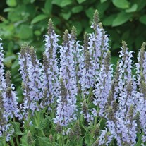 Salvia n. 'Crystal Blue' PPAF