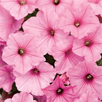 'Vista Bubblegum' PW