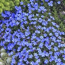 Graceward STAR FLOWER