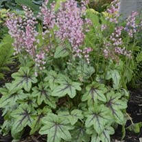 'Pink Fizz' Heucherella