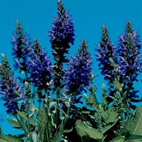 Dwarf Sage 'Marcus' (tm)