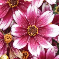 'Berry Chiffon' Coreopsis Satin & Lace™