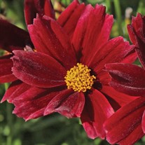 'Red Elf' Coreopsis Tickseed