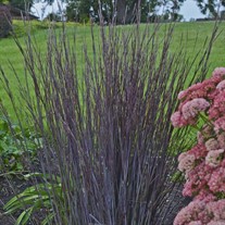 Schizachyrium 'Smoke Signal' PPAF