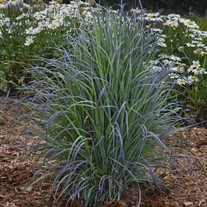 'Twilight Zone' Schizachyrium Little Bluestem