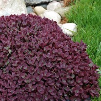 Firecracker - SunSparkler® Sedum