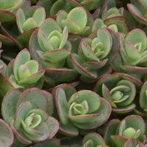 'Lime Zinger' Stonecrop
