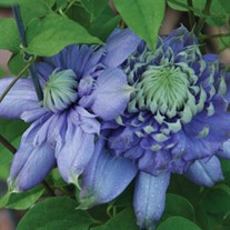 'Blue Light'® Clematis