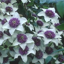 'Florida Siebodii'  Clematis Vine