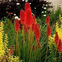 Kniphofia 'Redhot Popsicle'