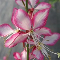Gaura  'Little Janie'  Whirling Butterflies