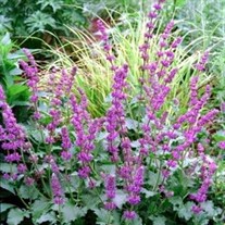 'Purple Rain' Meadow Sage