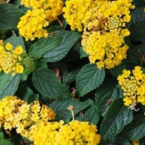 Bandana® 'Landscape Yellow' - Lantana