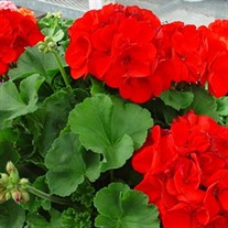 Americana® Dark Red -Zonal Geranium