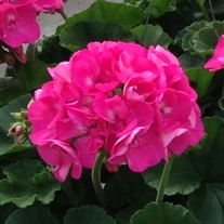 Americana® Pink -Cut Geranium