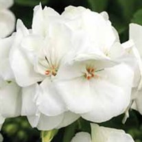 Americana® White - Cut Geranium