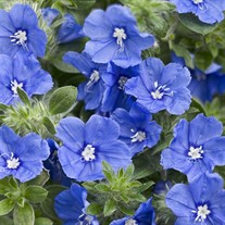 'Blue My Mind'®- Dwarf Morning Glory - Evolvulus hybrid ...