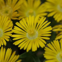 Delosperma 'Golden Wonder' Wheels of Wonder™ Ice Plant