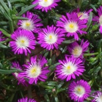 'Violet Wonder' Wheels of Wonder® 