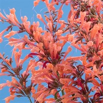  Sunrise®' Orange'  Hyssop