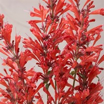 'Red' Sunrise® Agastache