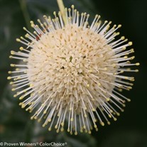 Sugar Shack Dwarf Buttonbush