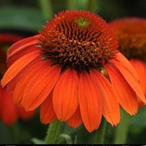 Sombrero® 'Flamenco Orange' Coneflower