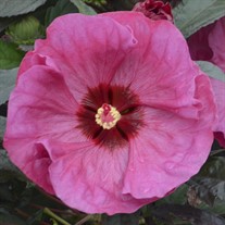 SUMMERIFIC® 'Berry Awesome'