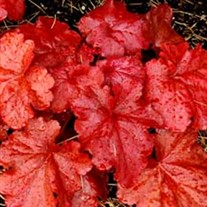 'Fire Alarm' Coral Bell