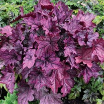 'Spellbound' Coral Bells