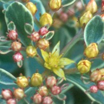 kamtschatium Variegatum