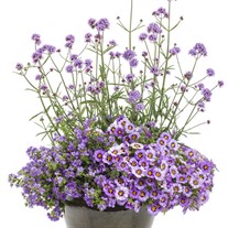 Meteor Shower™ Verbena bonariensis