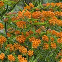 Butterfly Weed Tuberosa