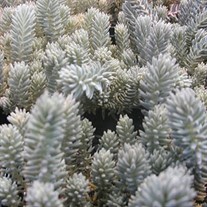 'Blue Spruce' Stonecrop