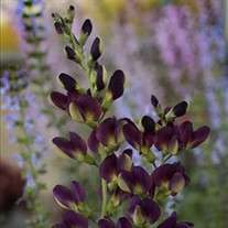 Grape Tafty False Indigo