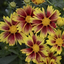 Li'l Bang™ Enchanted Eve Tickseed