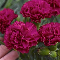 Cranberry Cocktail ppaf